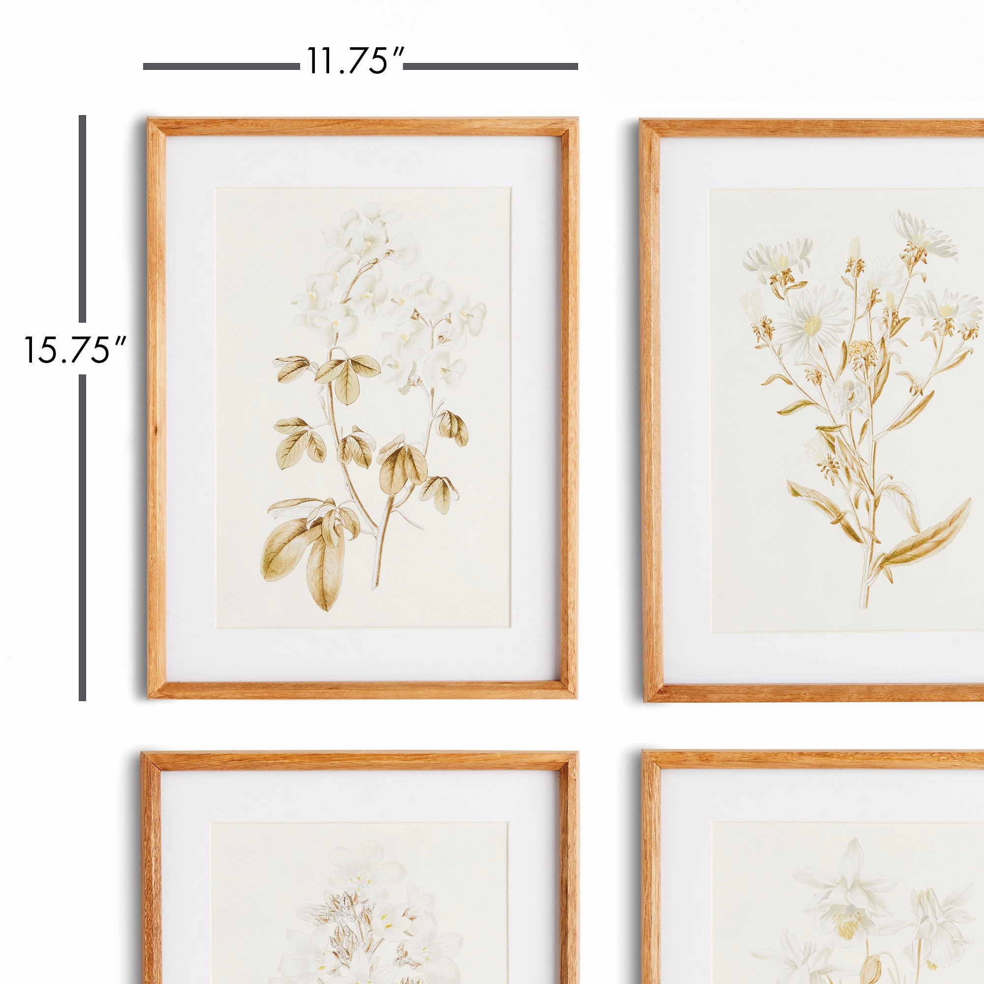Set of Four Fleur De Blanc Prints in Natural Wood Frames