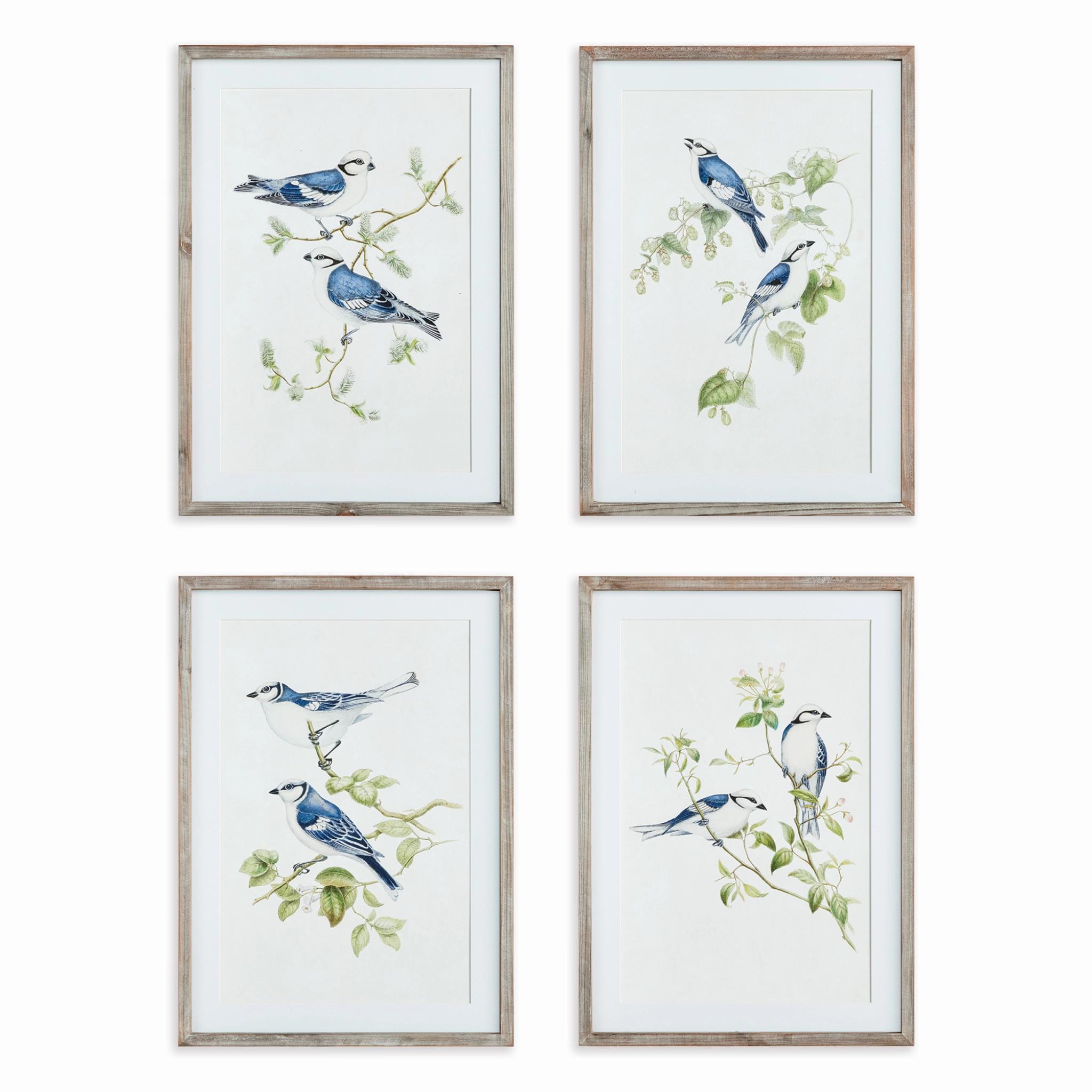 Set of Four Framed Blue Bird Prints Wall Art 