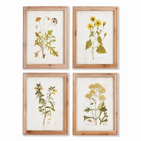 Set of Four Framed Golden Wildflower Study Prints 