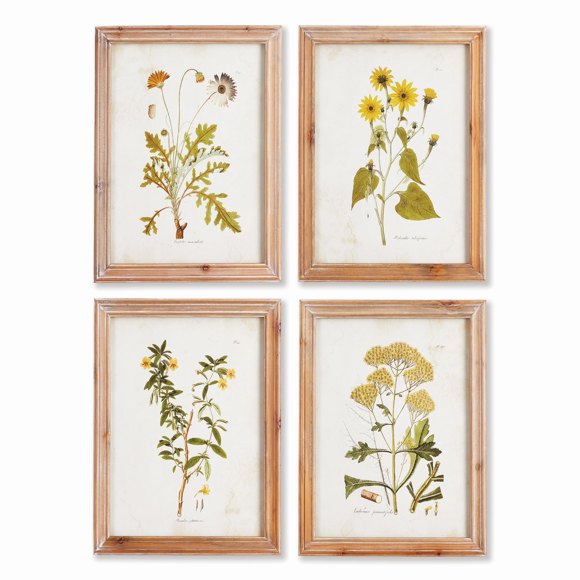 Set of Four Framed Golden Wildflower Study Prints 