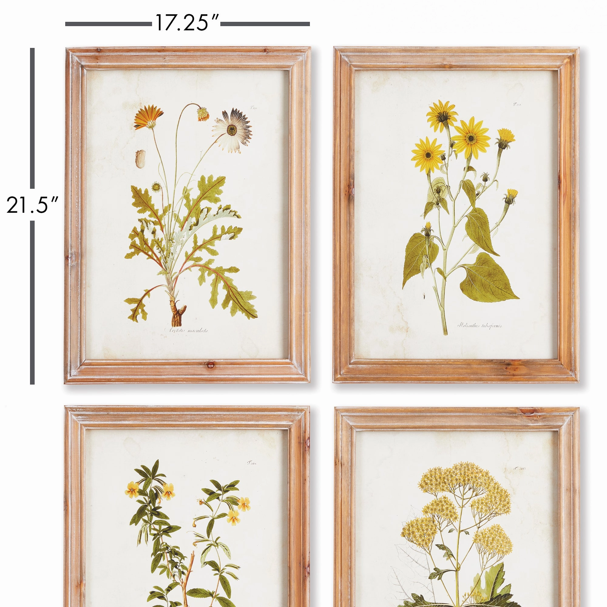 Set of Four Framed Golden Wildflower Study Prints