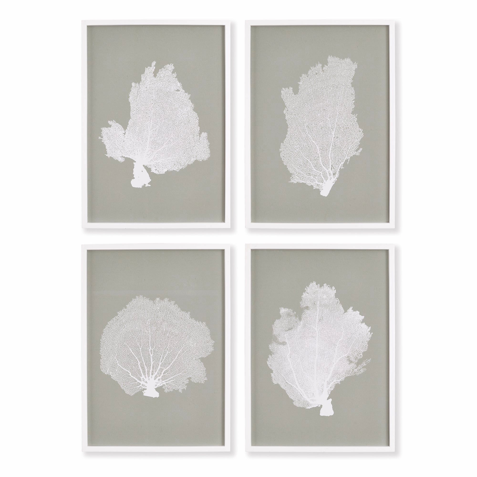 Set of Four Framed Grey and White Coral Fans Study 