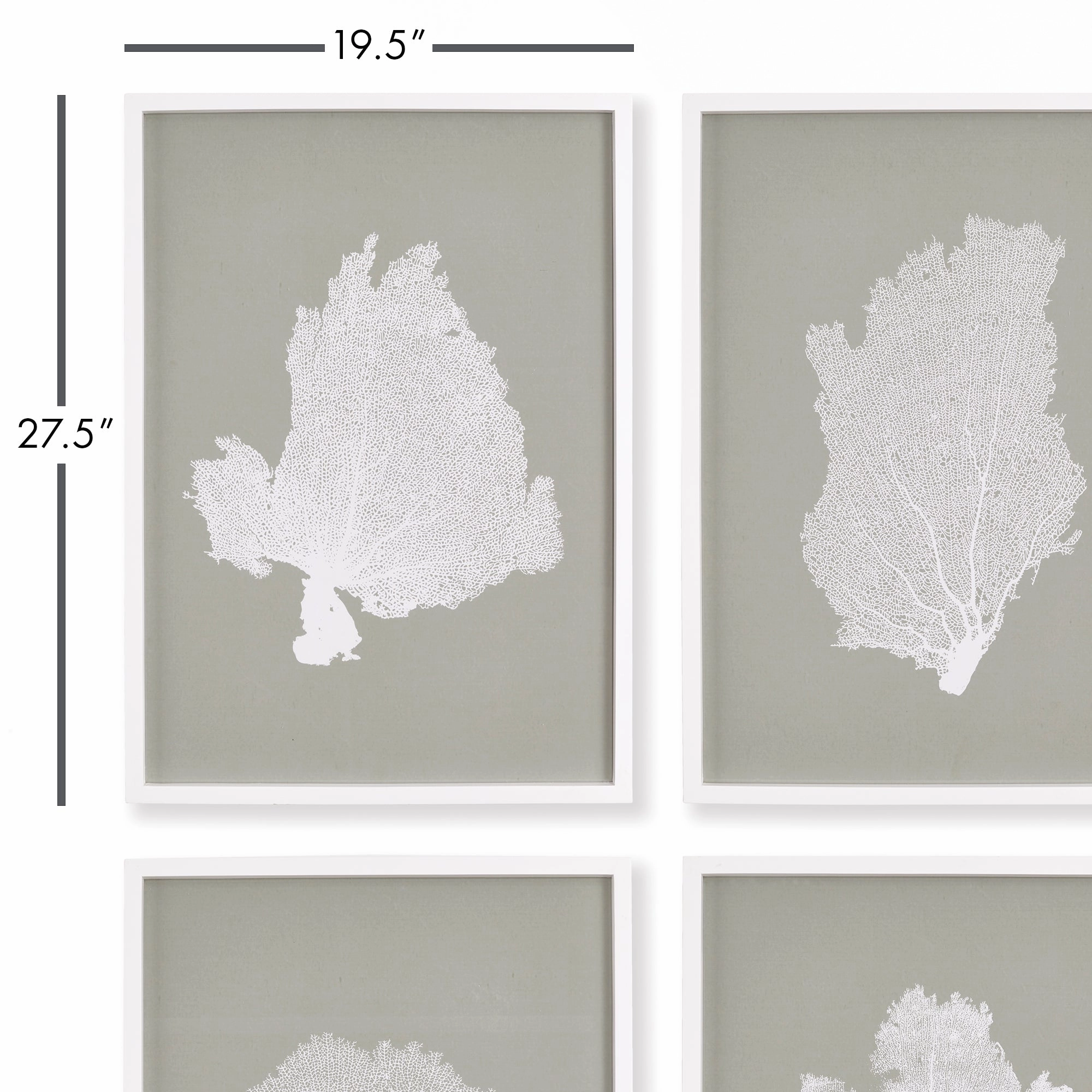 Set of Four Framed Grey and White Coral Fans Study