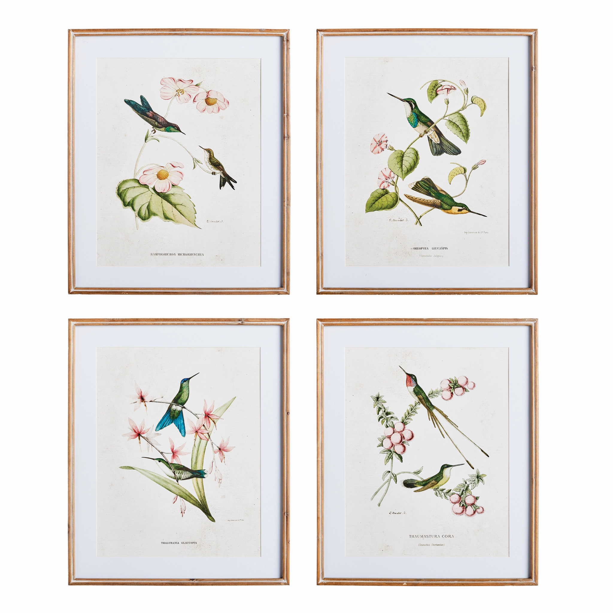 Set of Four Framed Hummingbirds With Blush Blooms Prints Wall Art 