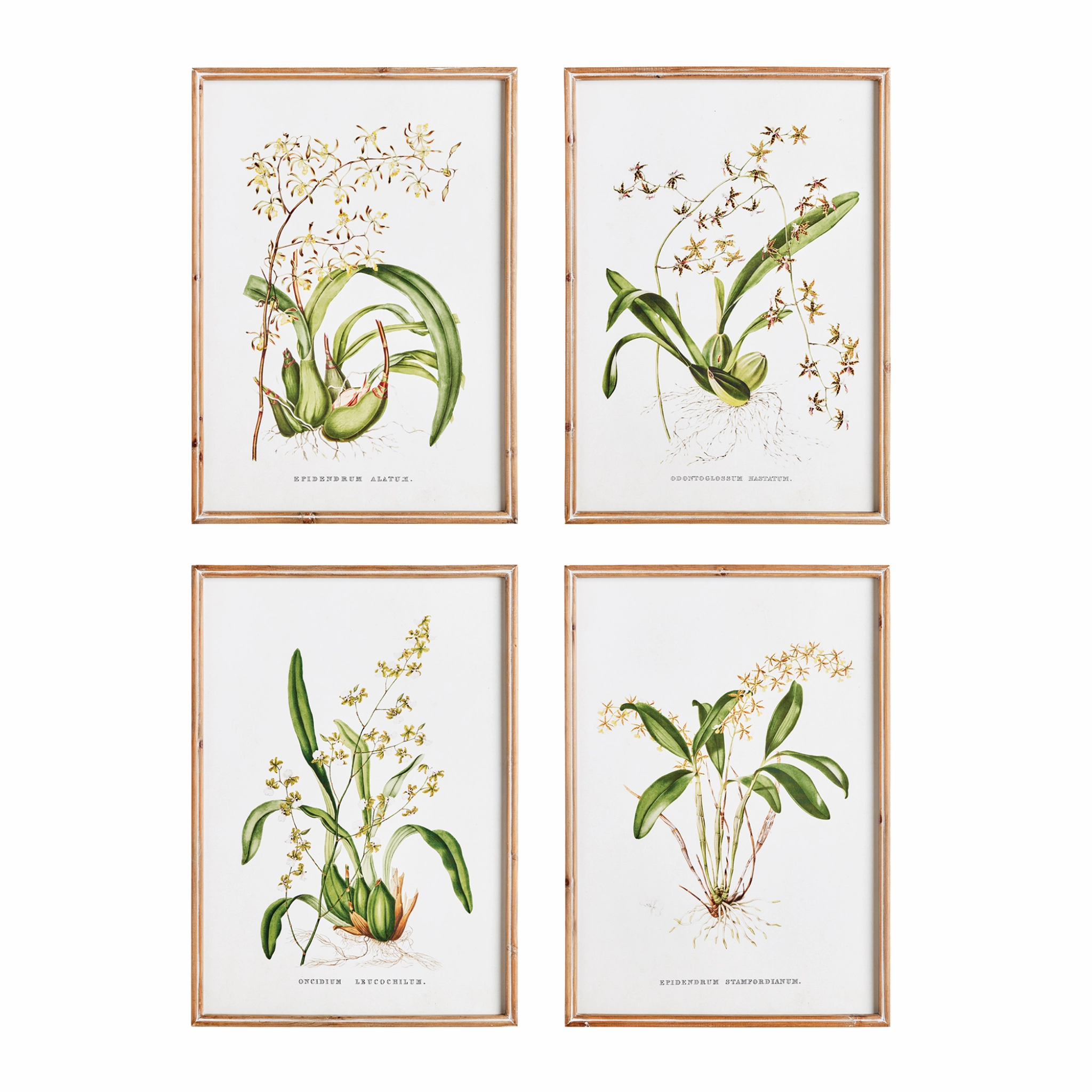 Set of Four Framed Orchid Study Prints Wall Art 