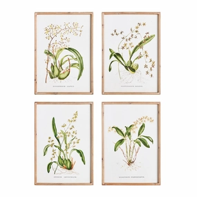 Set of Four Framed Orchid Study Prints Wall Art 