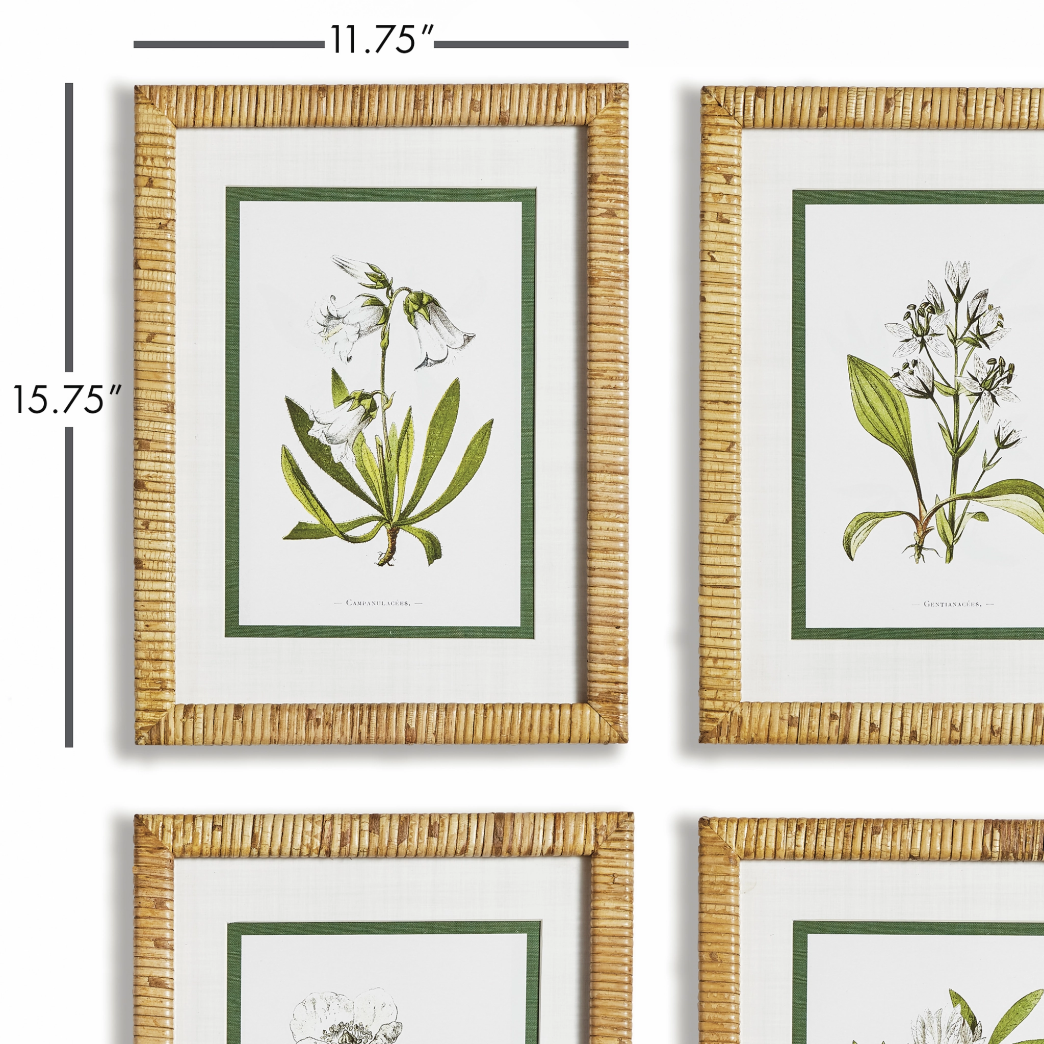 Set of Four Framed White Floral Study Prints Wall Art