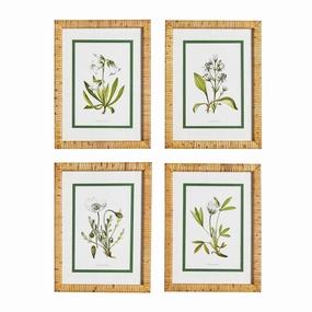 Set of Four Framed White Floral Study Prints Wall Art 