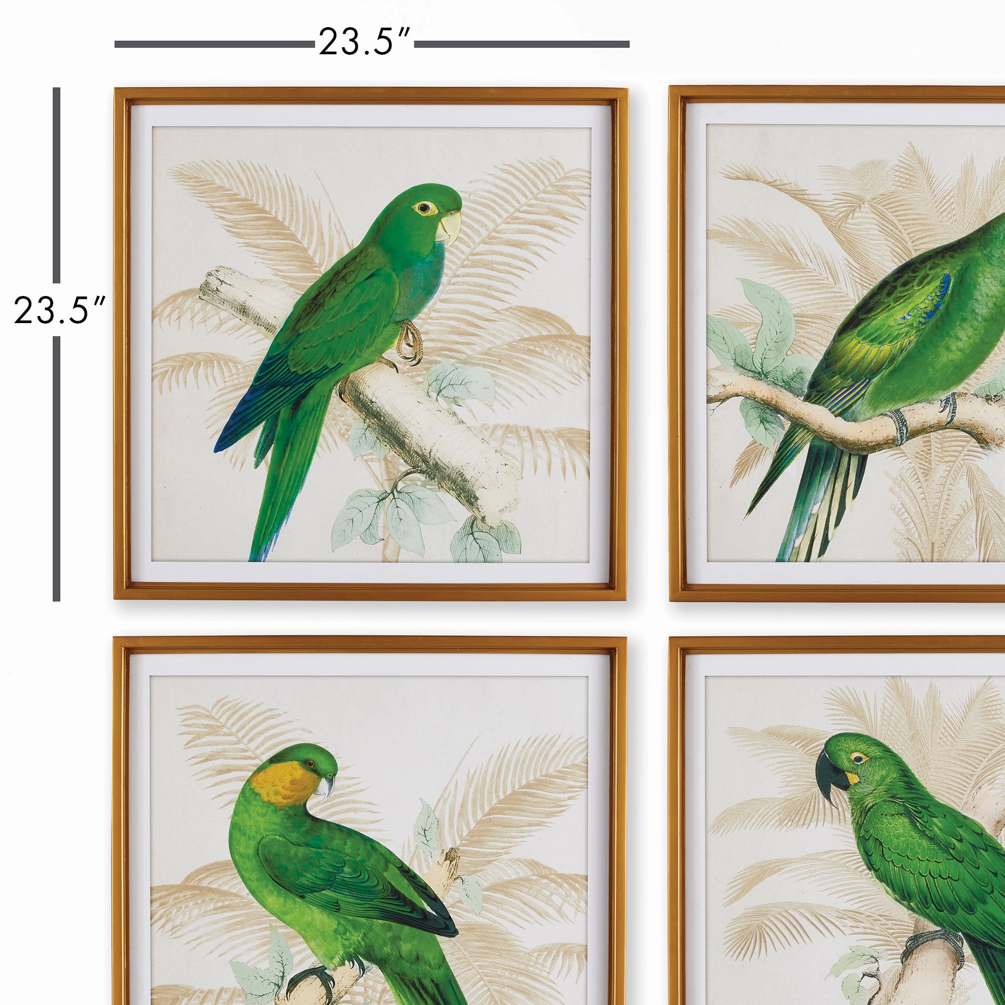 Set of Four Green Parrot Study Framed Prints