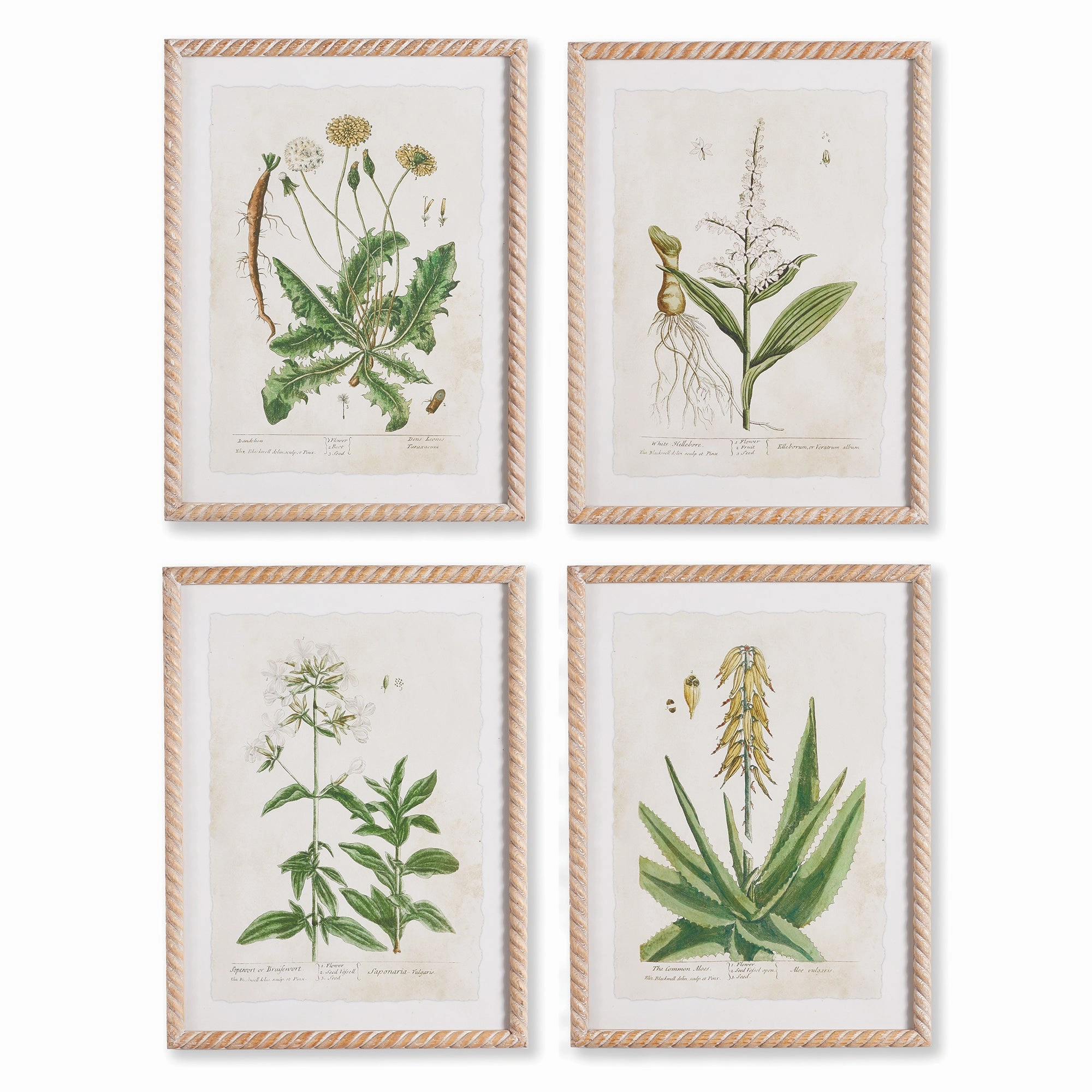 Set of Four Vintage Botanical Study Prints 