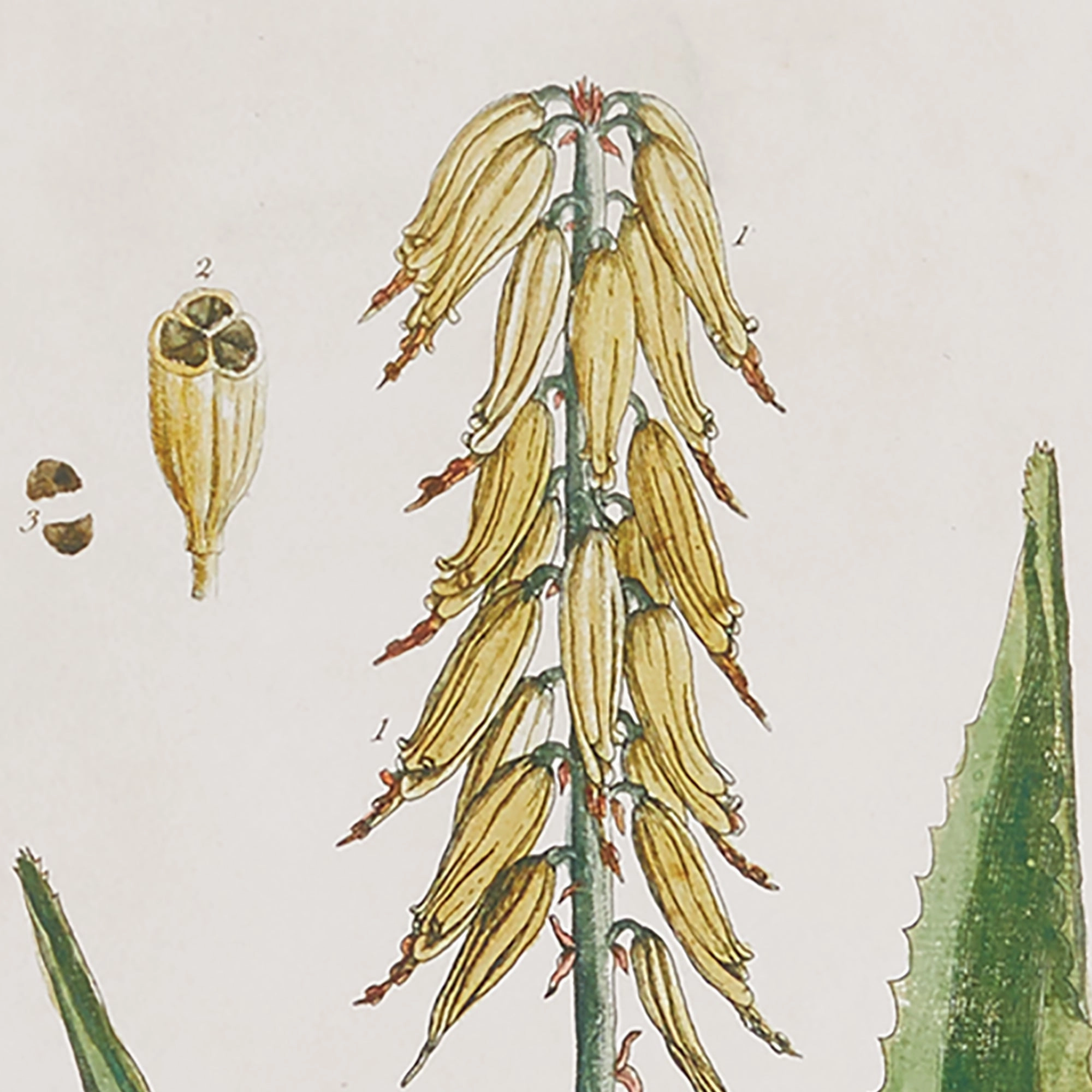 Set of Four Vintage Botanical Study Prints