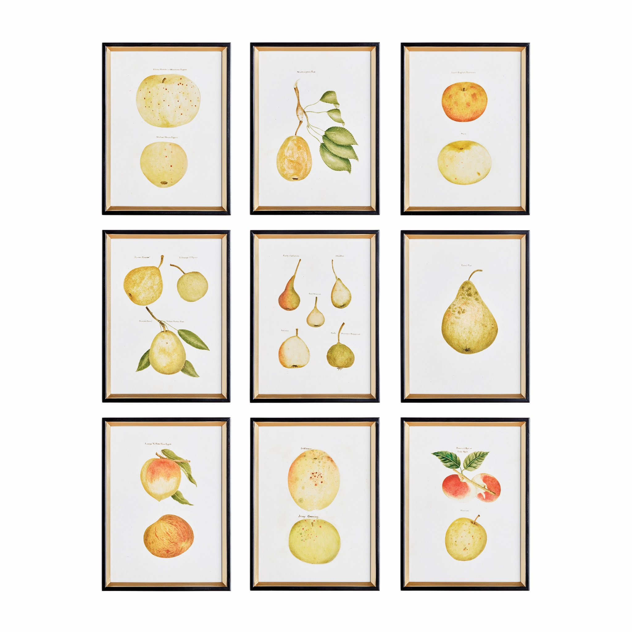 Set of Nine Framed Assorted Fruit Prints Wall Art 