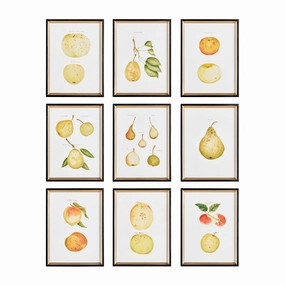Set of Nine Framed Assorted Fruit Prints Wall Art 