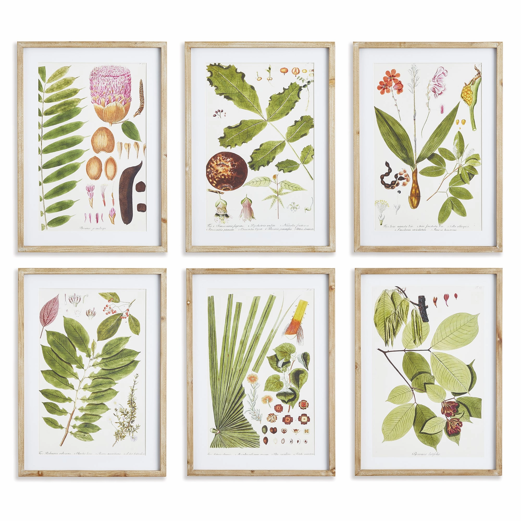 Set of Six Framed & Matted Botanical Leaf Prints 