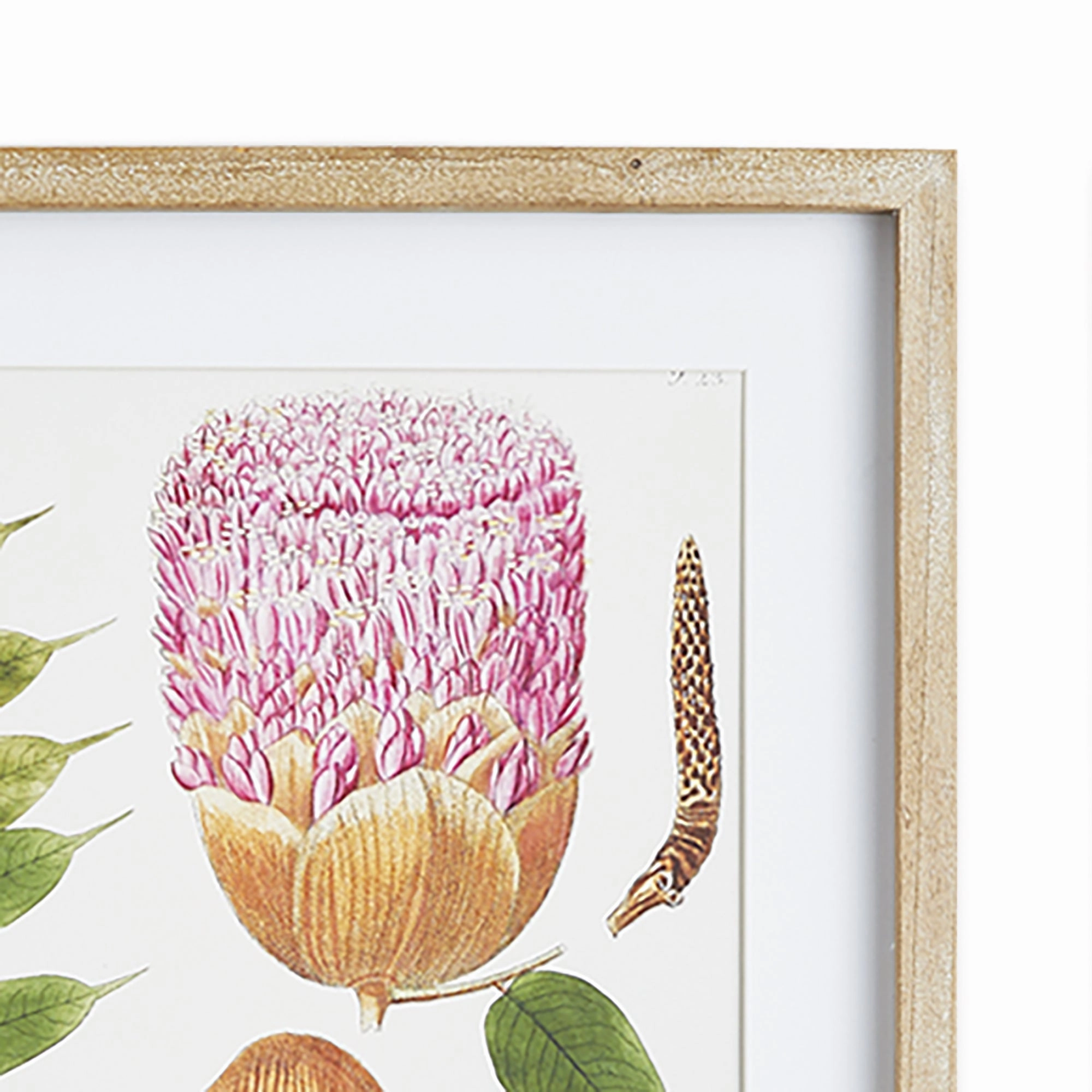 Set of Six Framed & Matted Botanical Leaf Prints