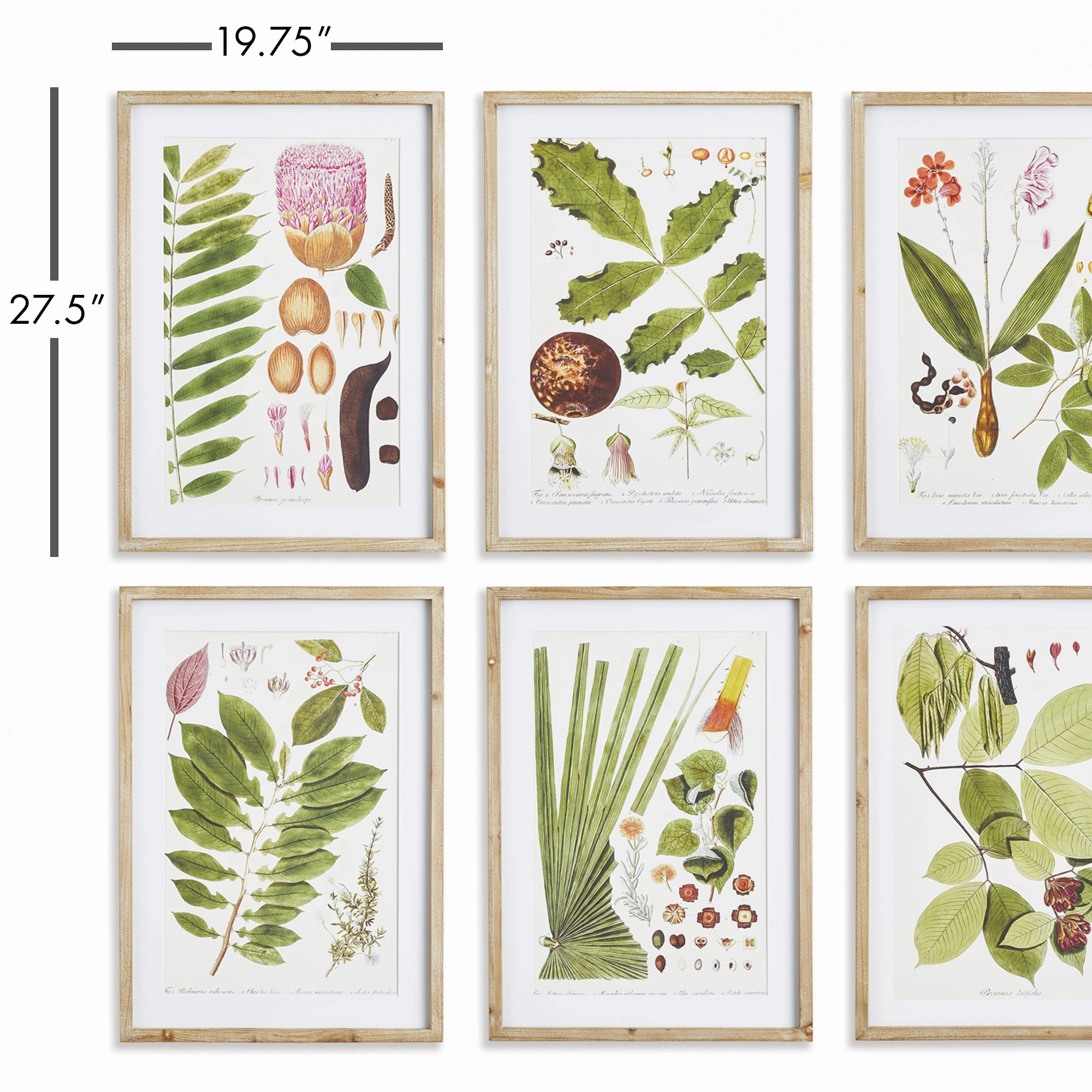 Set of Six Framed & Matted Botanical Leaf Prints