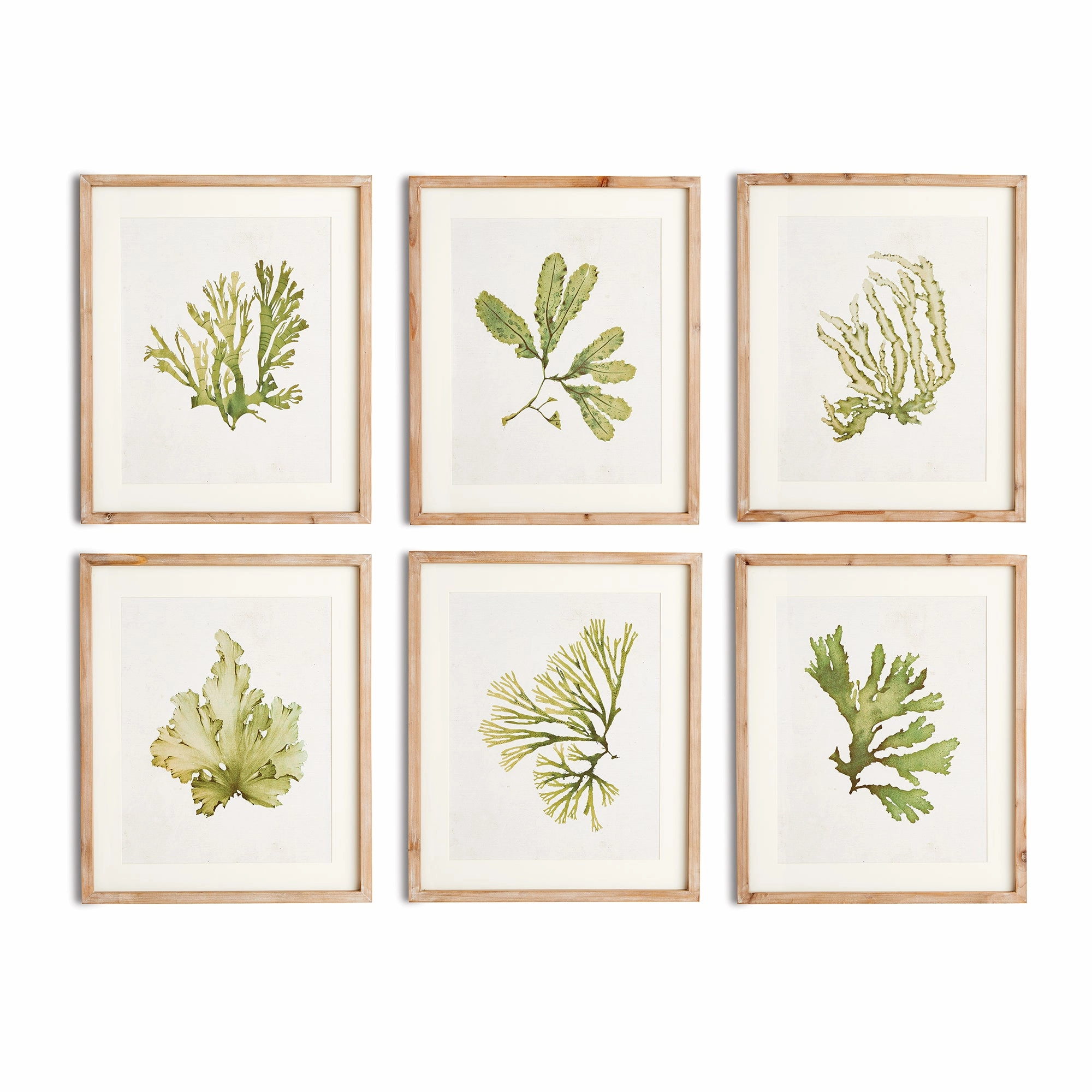 Set of Six Framed and Matted Kelp Prints 
