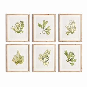 Set of Six Framed and Matted Kelp Prints 