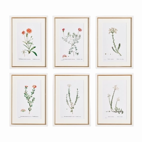 Set of Six Framed Blush Flower Study Prints Wall Art 