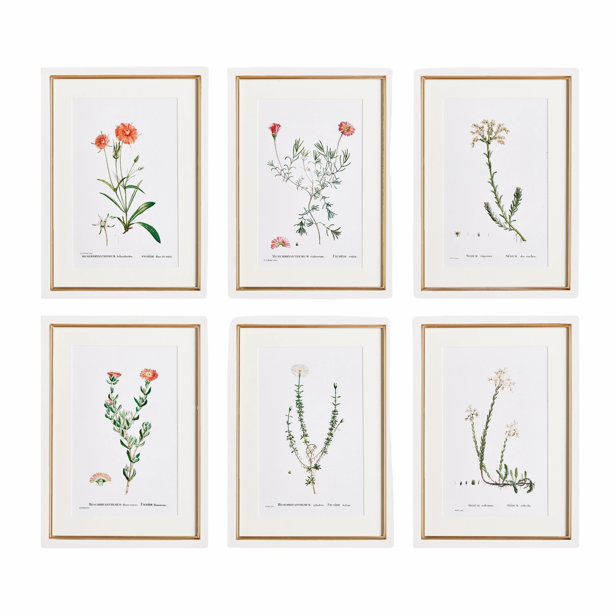 Set of Six Framed Blush Flower Study Prints Wall Art 