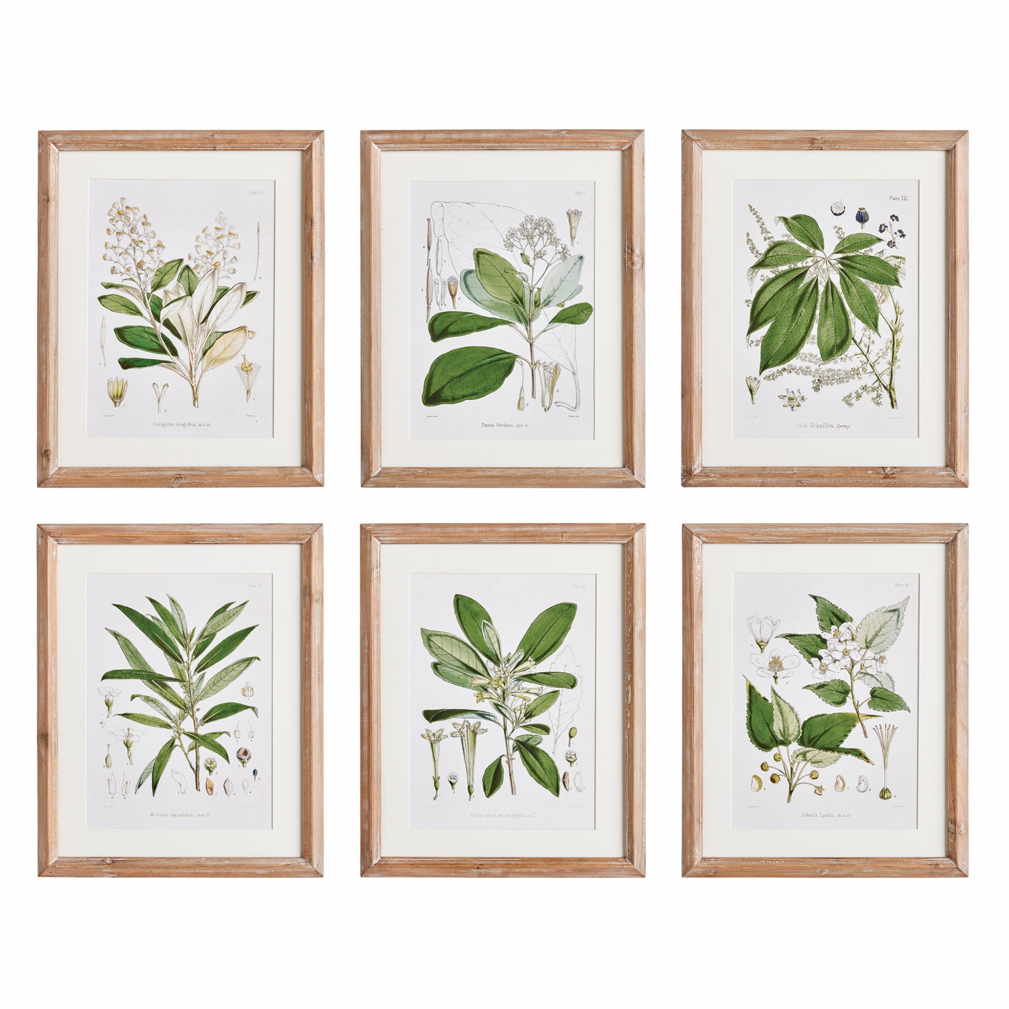 Set of Six Framed Classic Flower & Leaf Study Prints Wall Art 