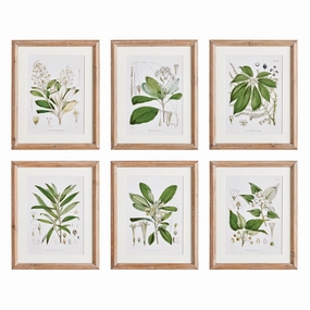 Set of Six Framed Classic Flower & Leaf Study Prints Wall Art 