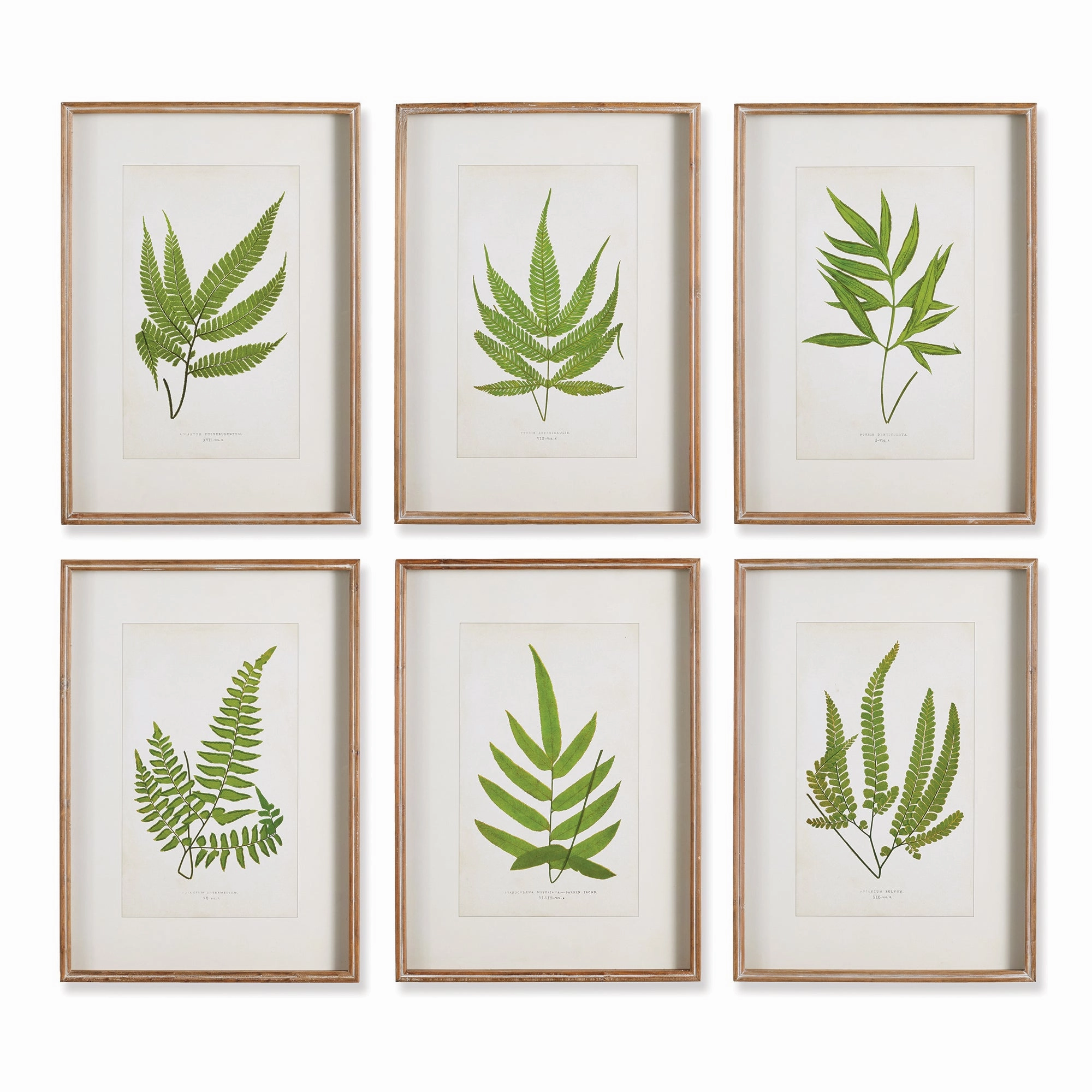Set of Six Framed Forest Greenery Prints 
