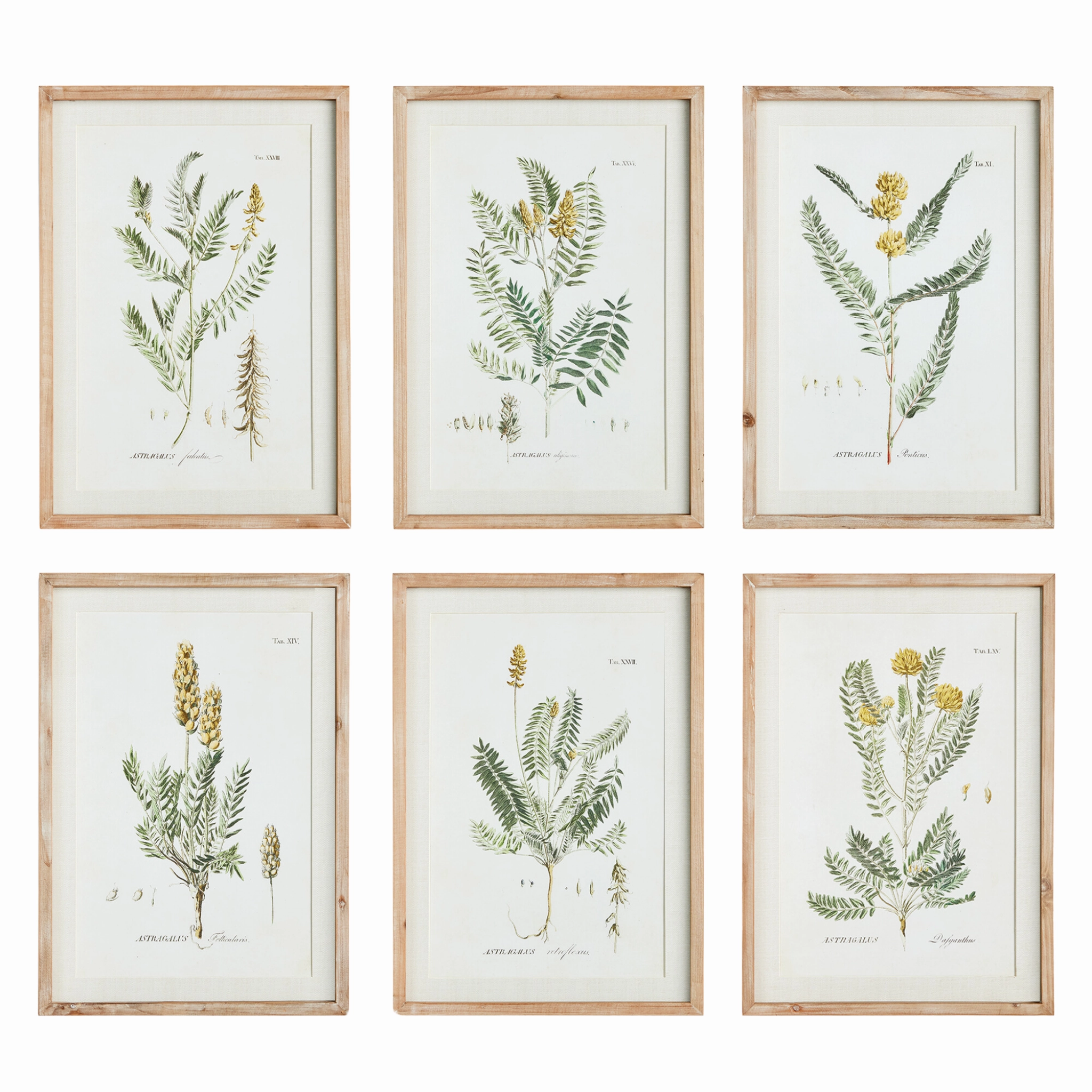 Set of Six Framed Mid-Summer Blooms Prints Wall Art 