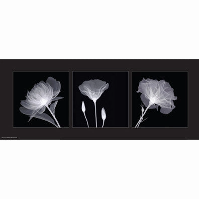 Sheer B&W Floral Trio 