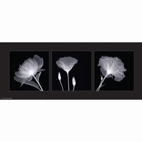 Sheer B&W Floral Trio 