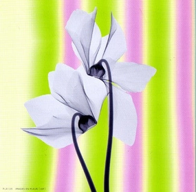 Sheer Beauty 