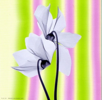 Sheer Beauty 