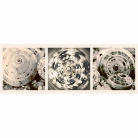 Shell Collection 