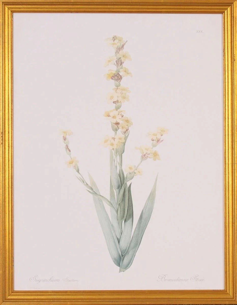 Sisyrinchium Flower Botanical Giclee Wall Art in Gold Wood Frame 