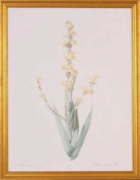 Sisyrinchium Flower Botanical Giclee Wall Art in Gold Wood Frame 