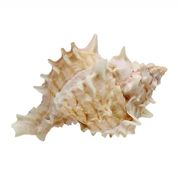 Small Conch Shell 