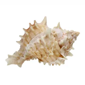 Small Conch Shell 