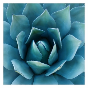 Southwest Beauty 