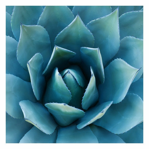 Southwest Beauty 