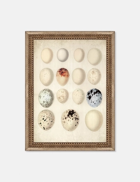Speckled Egg II Wall Art by Helen Parker 
