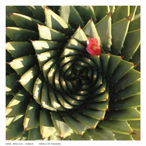 Spiral Aloe 