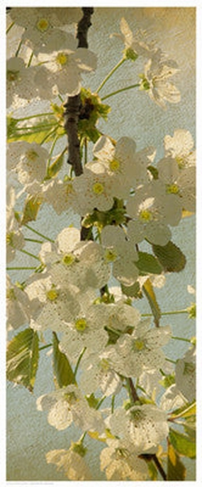Spring Bloom 