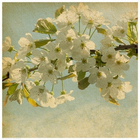 Spring Bloom 