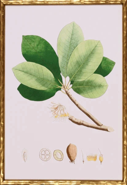 Spring Green Foliage II Lithograph Wall Art in Gold Frame 