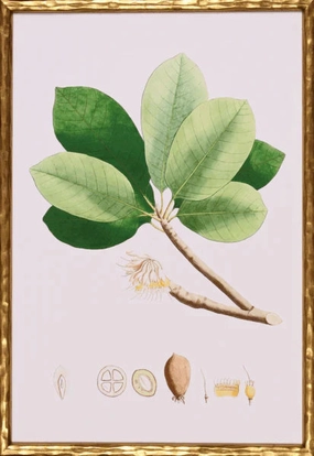 Spring Green Foliage II Lithograph Wall Art in Gold Frame 