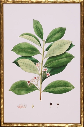 Spring Green Foliage III Botanical Lithograph Wall Art in Gold Frame 