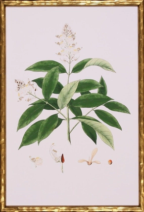 Spring Green Foliage V Botanical Lithograph Wall Art in Gold Frame 