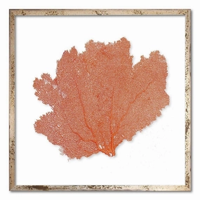 Square Coastal Sea Fan Nautical Beach Framed Wall Art - 20 x 20 - Available in 19 Colors 