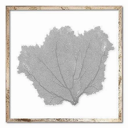 Square Coastal Sea Fan Nautical Beach Framed Wall Art - 25 x 25 - Available in 18 Colors