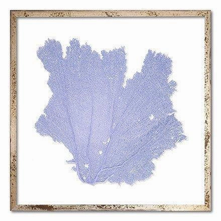 Square Coastal Sea Fan Nautical Beach Framed Wall Art - 25 x 25 - Available in 18 Colors